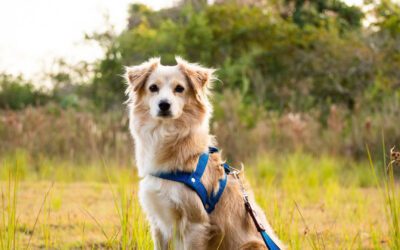 Free Trial Of Trupanion Pet Insurance