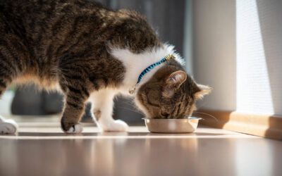 Wash Your Pet’s Dishes After Every Single Use, Seriously