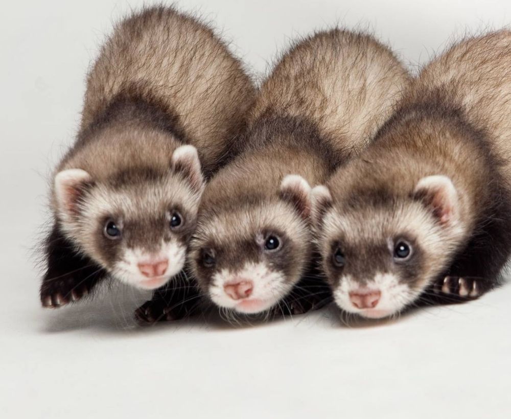 Three Ferrets together