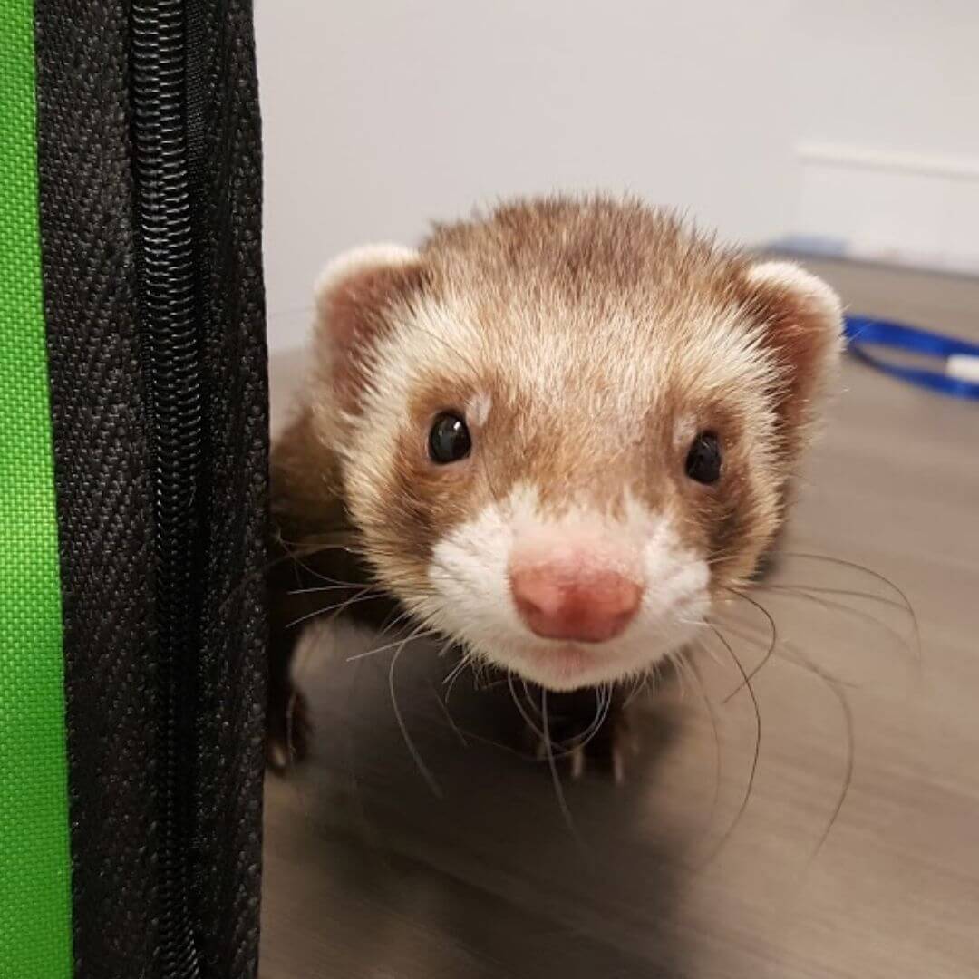 a ferret standing on a wood floor