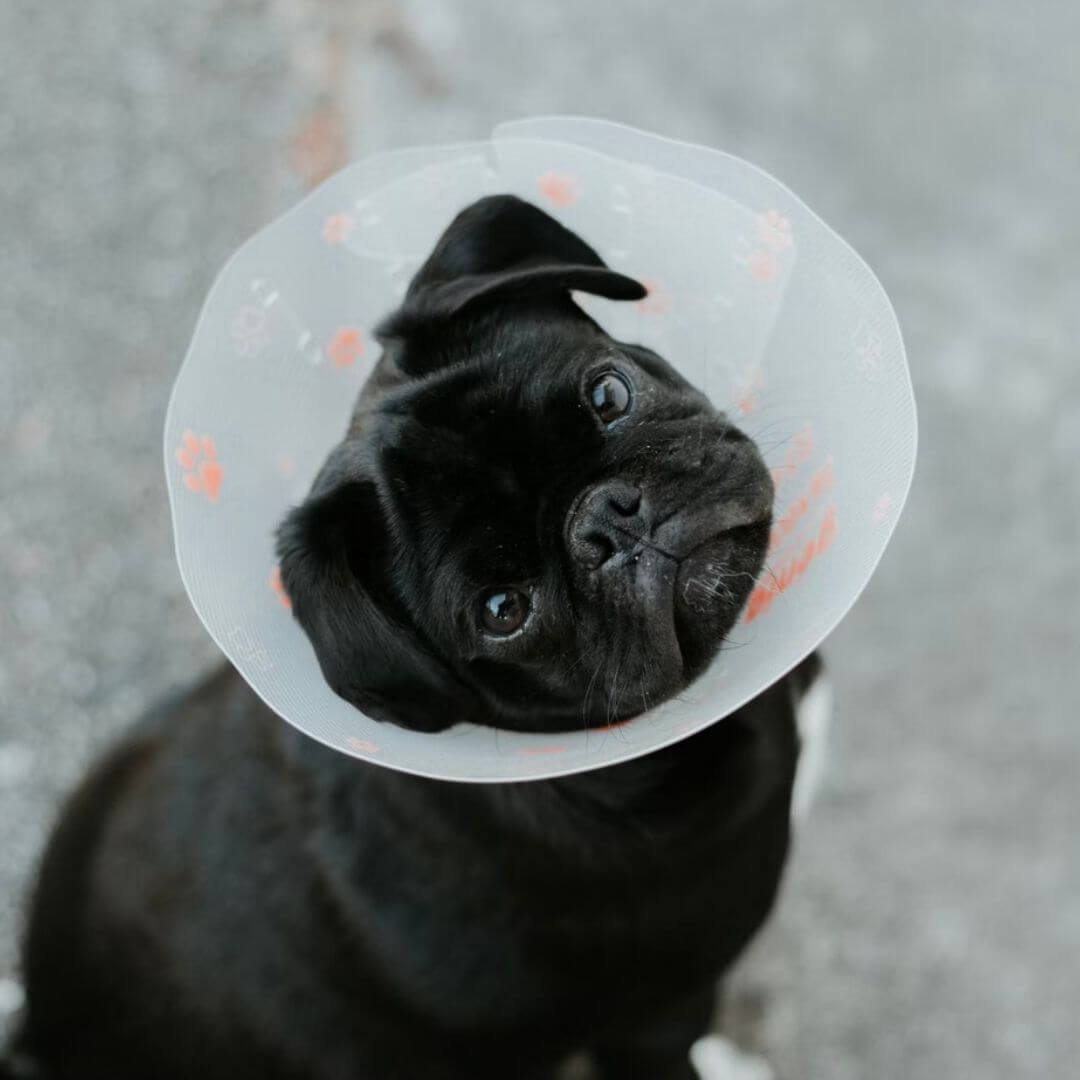 Pug with a cone