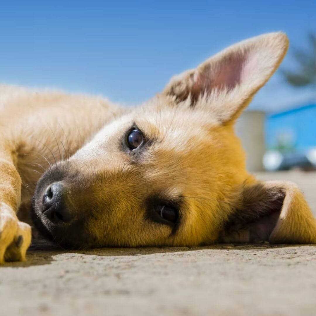 Puppy laying down