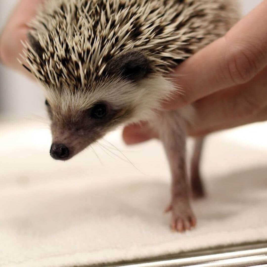 Close up of a hedgehog