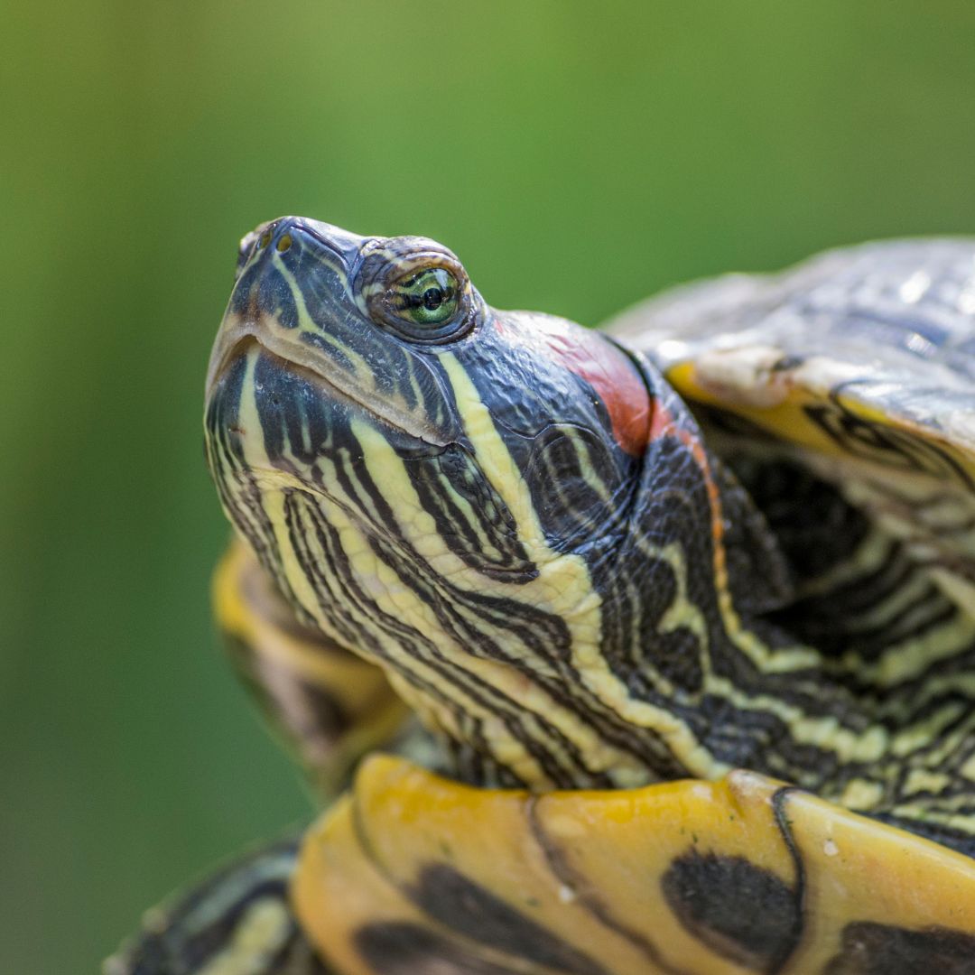 Colorful Reptile 