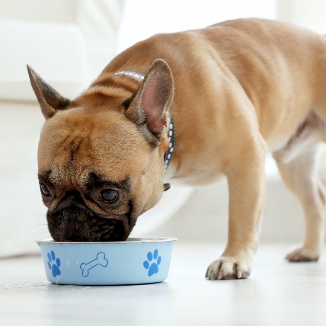pet nutrition