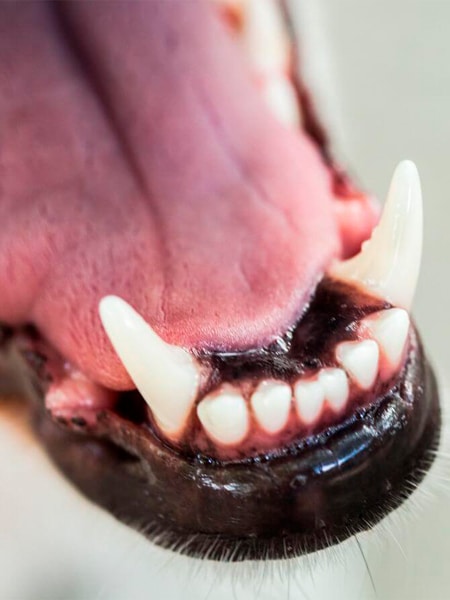 Dog teeth