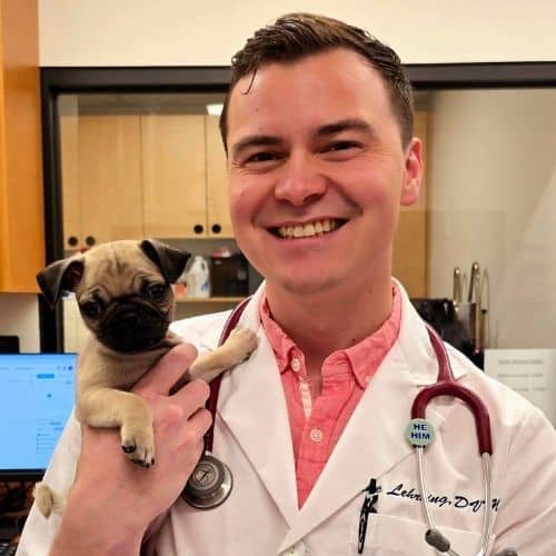 Vet hloding a cat