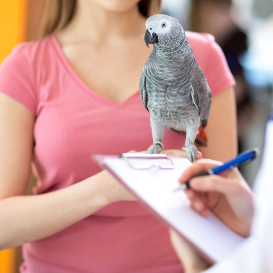 A grey parrot sits on a woman's hand