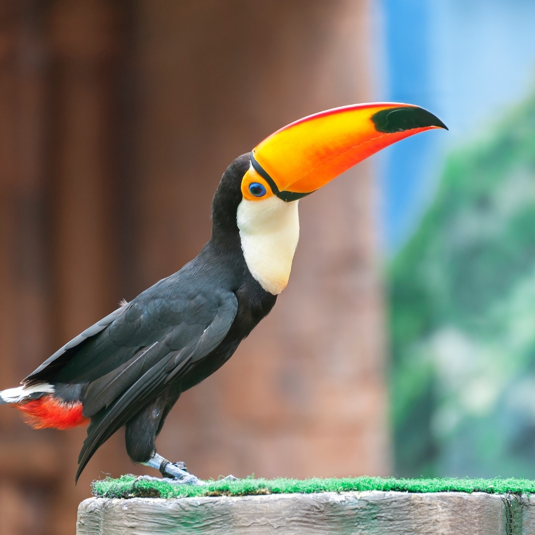 A toucan with a vibrant orange and black beak stands on a log
