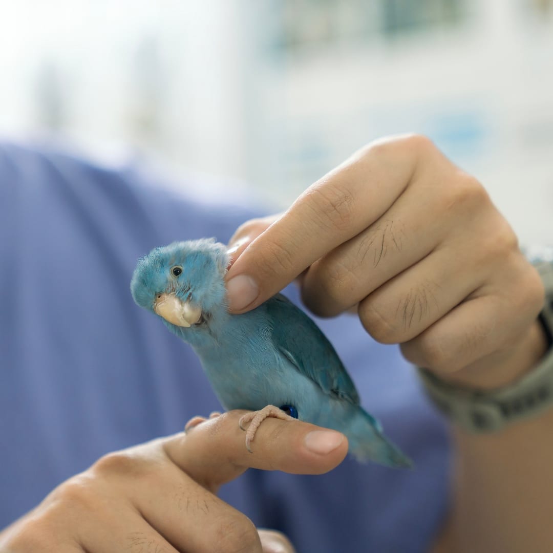 A veterinarian is checking the health of a bird