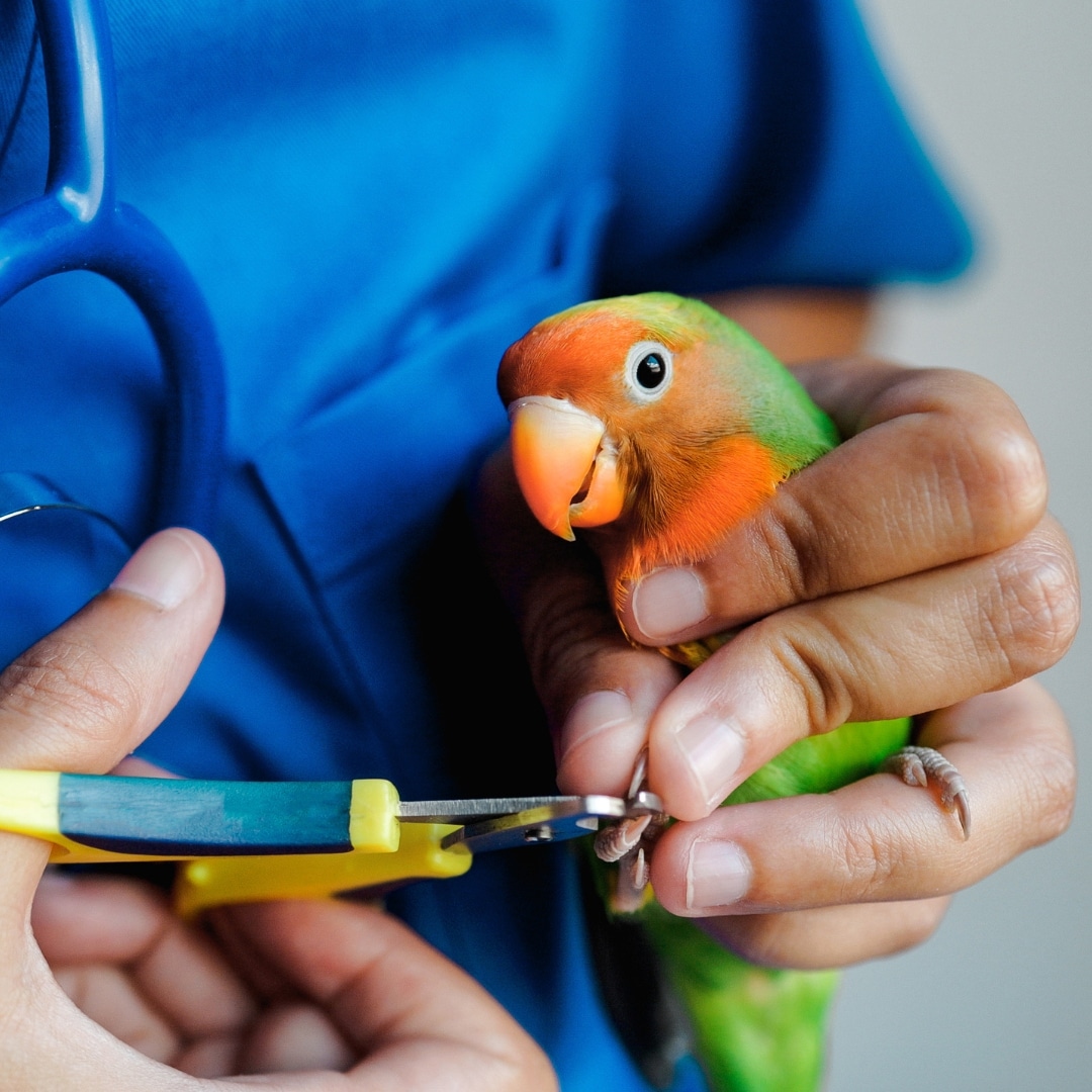 Exotic veterinarian trim parrot love bird nails