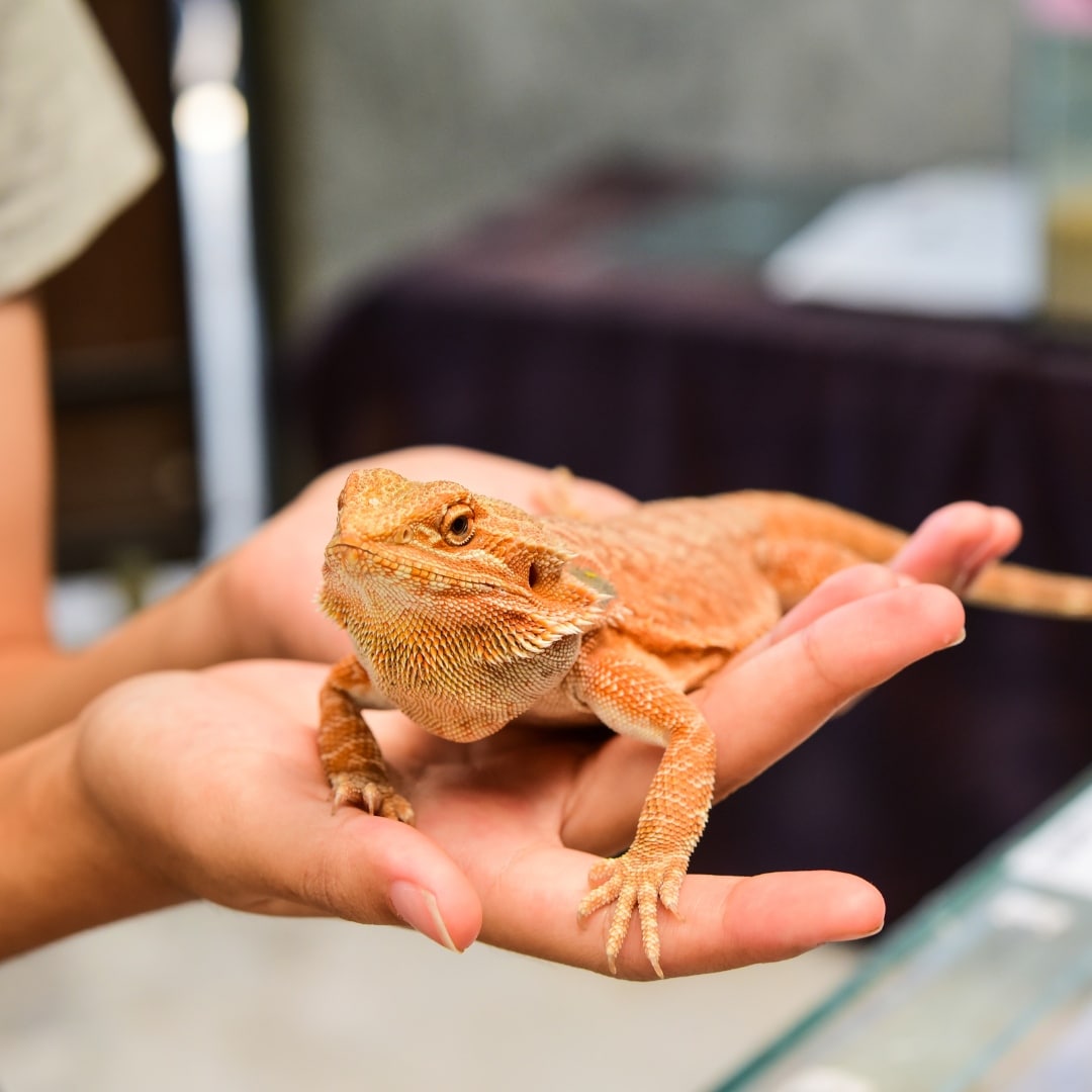 Orange lizards are on hand