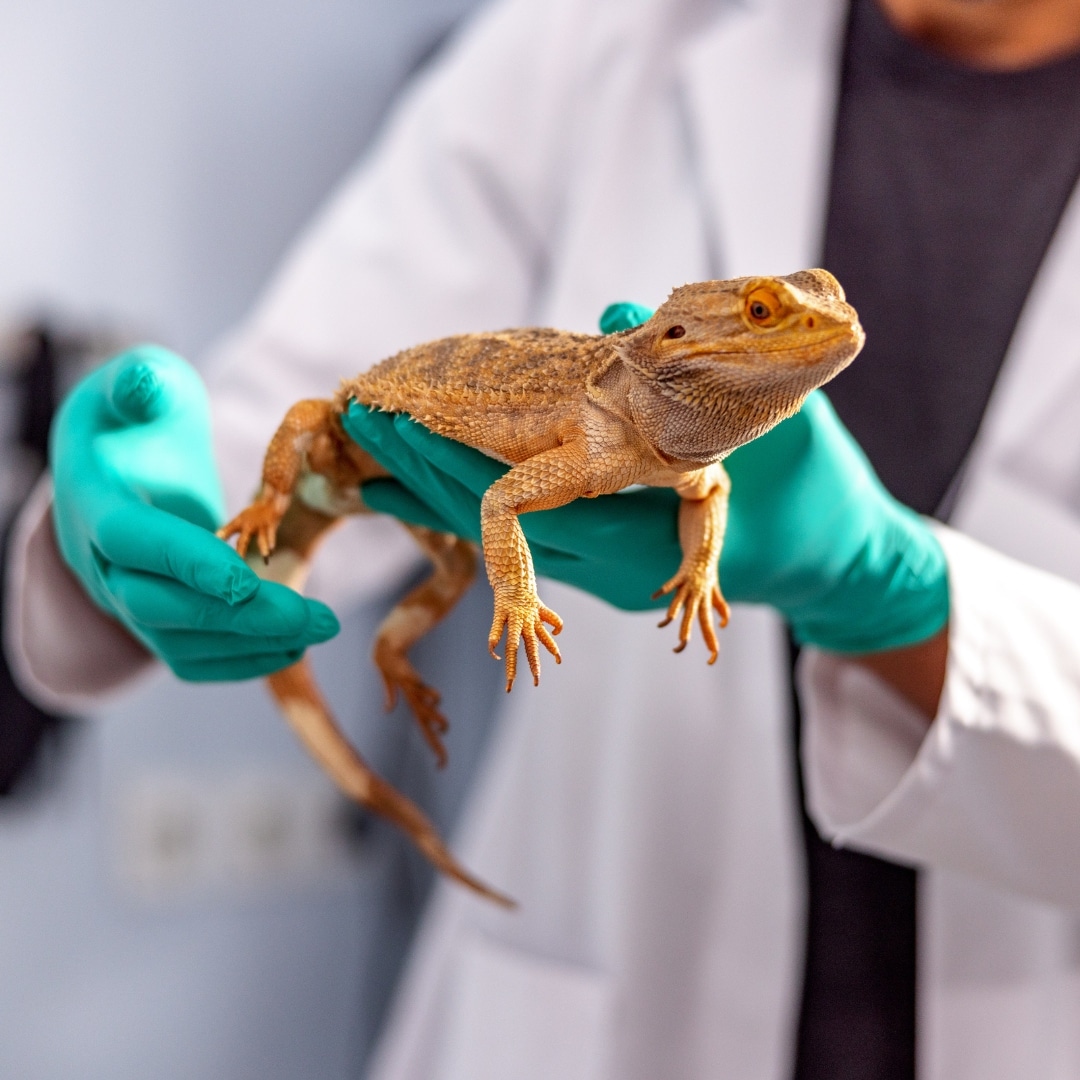 Vetenerian Holding A Bearded Dragon