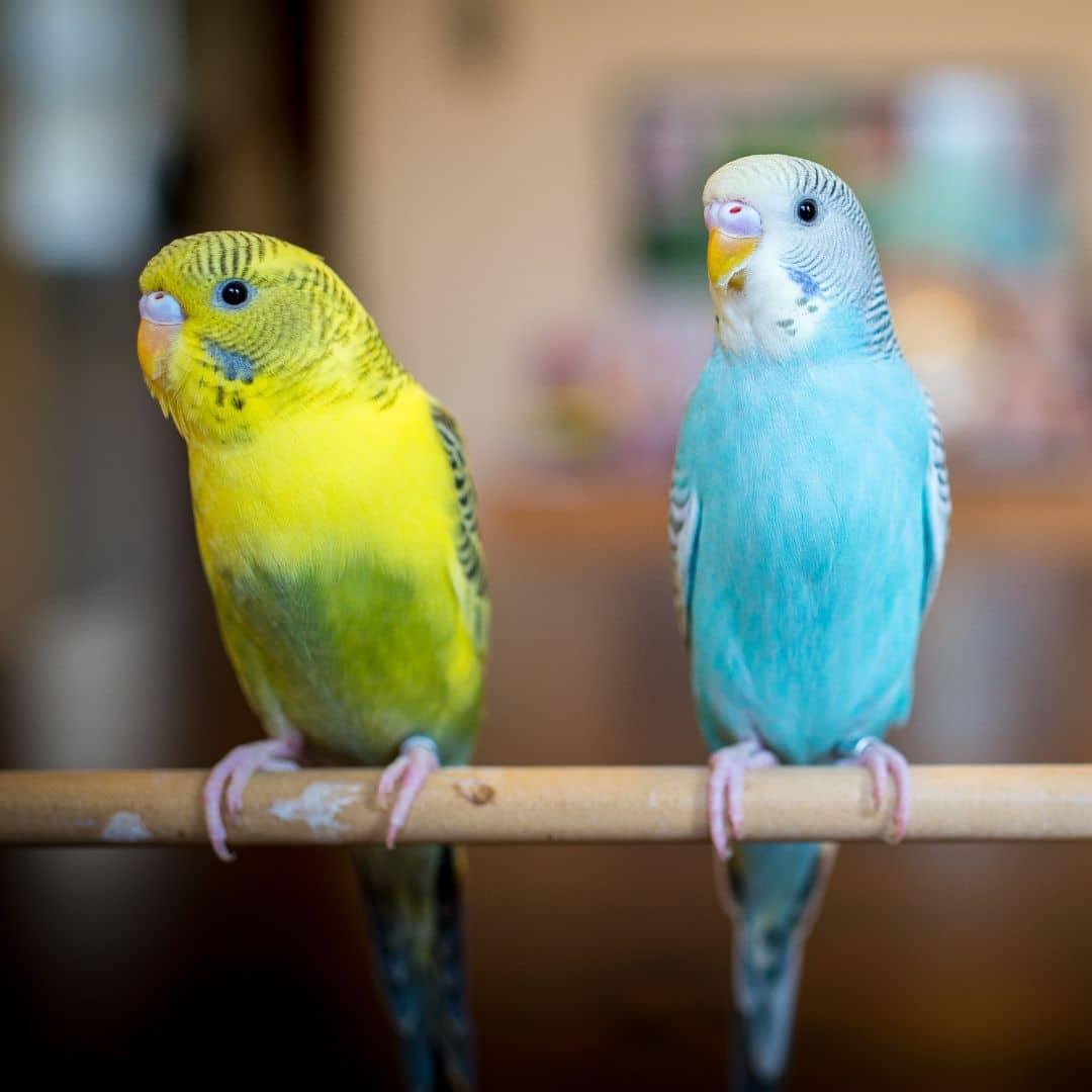 Two parakeets on a stick in the house
