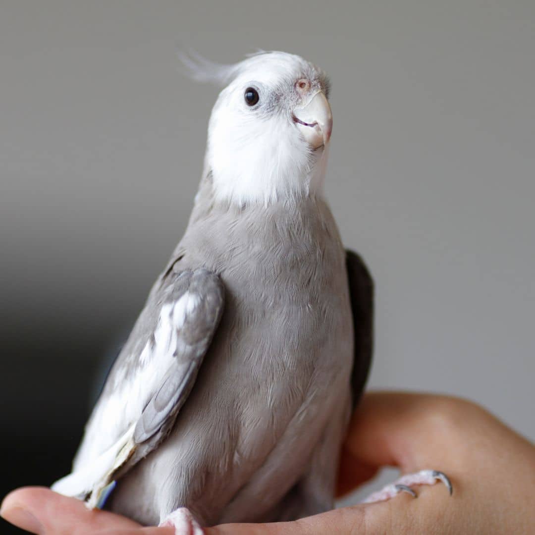 Cockatiel on a person's hand