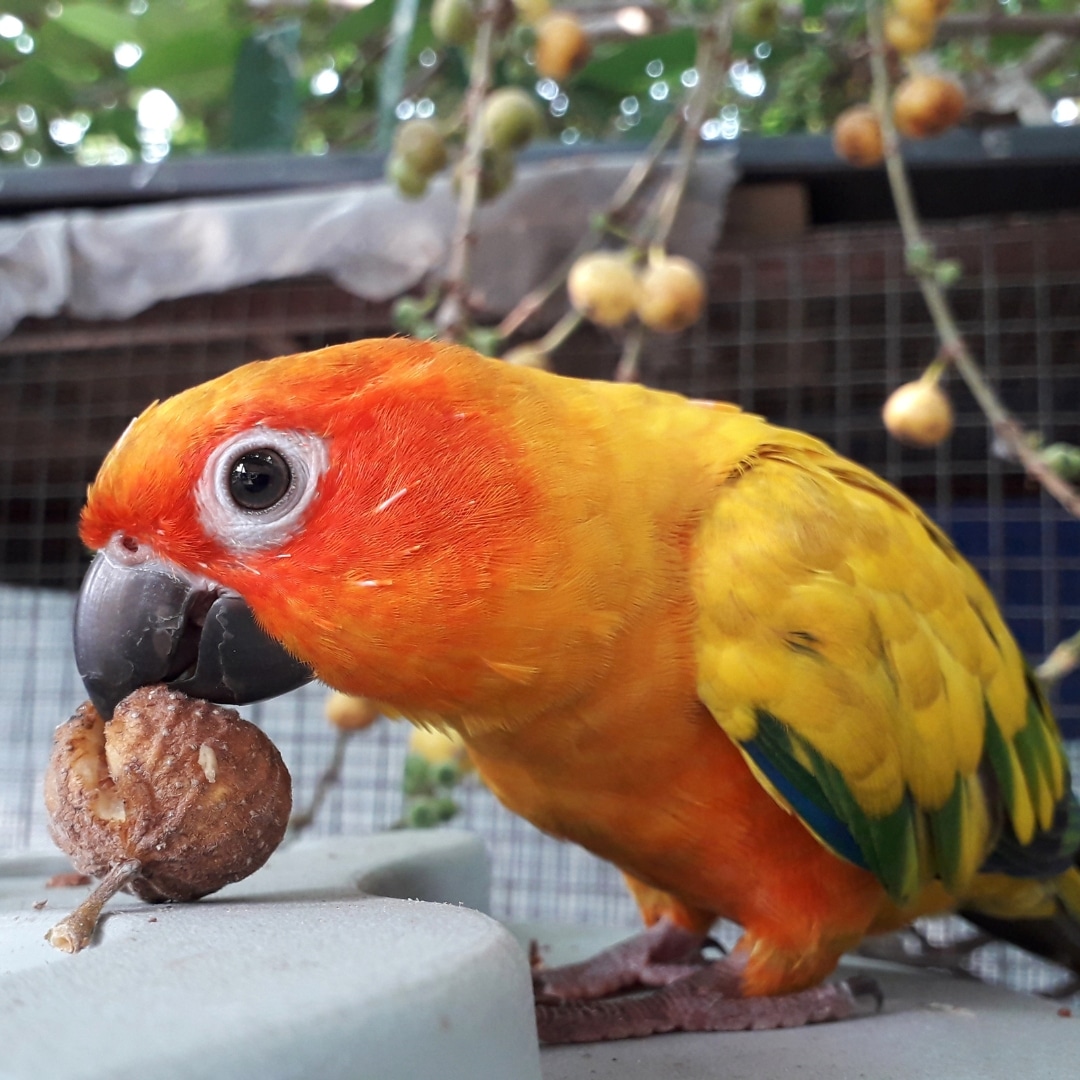 parrot sits on a ledge holding a small round fruit in its beak