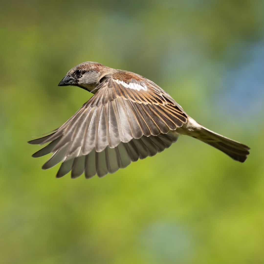 sparrow in mid-flight, wings spread wide