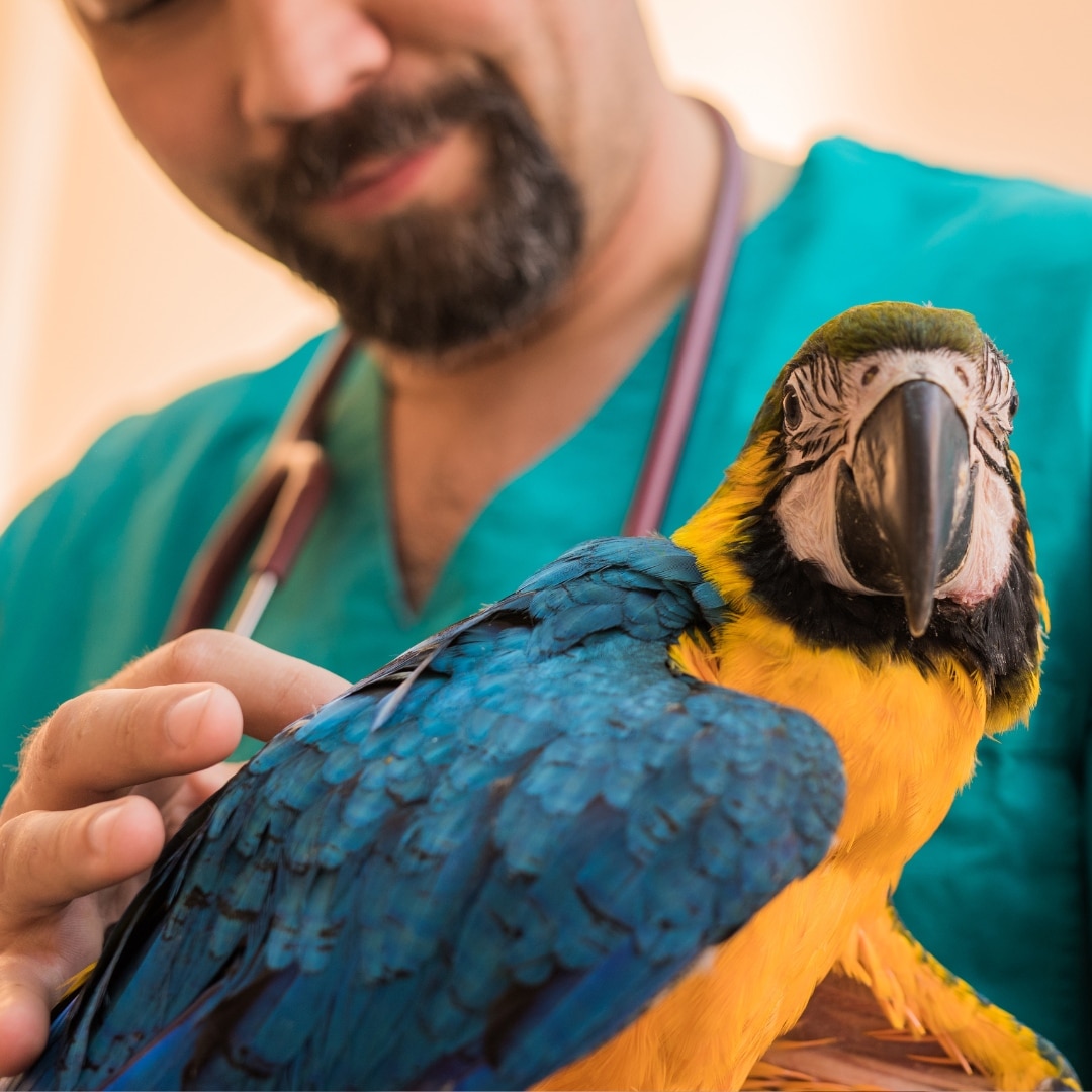 veterinarian examining young Ara parrots health