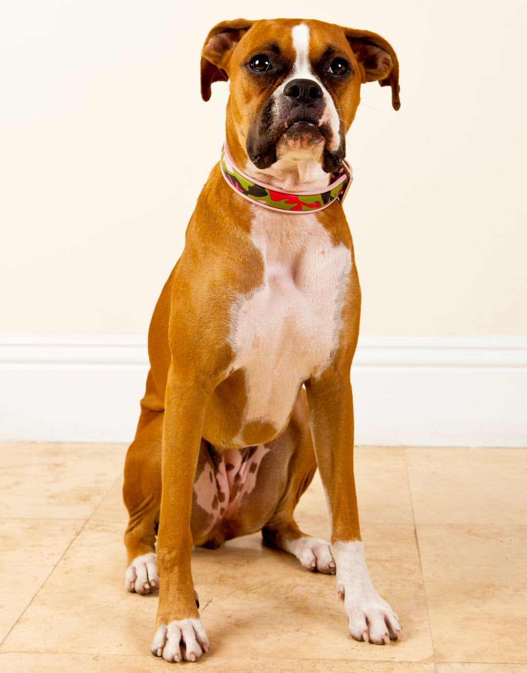 A dog sitting calmly on a tiled floor