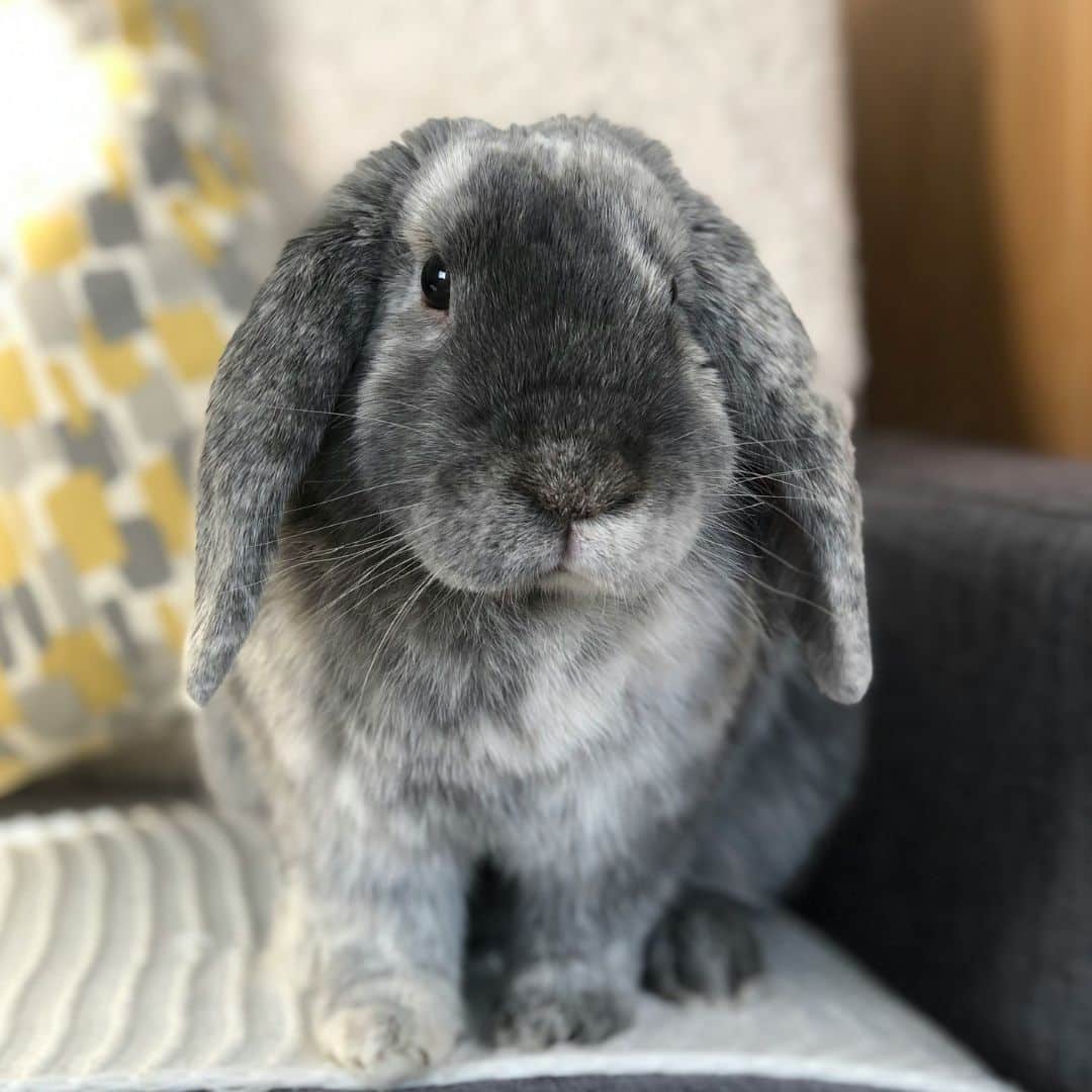 Gray rabbit sitting on couch