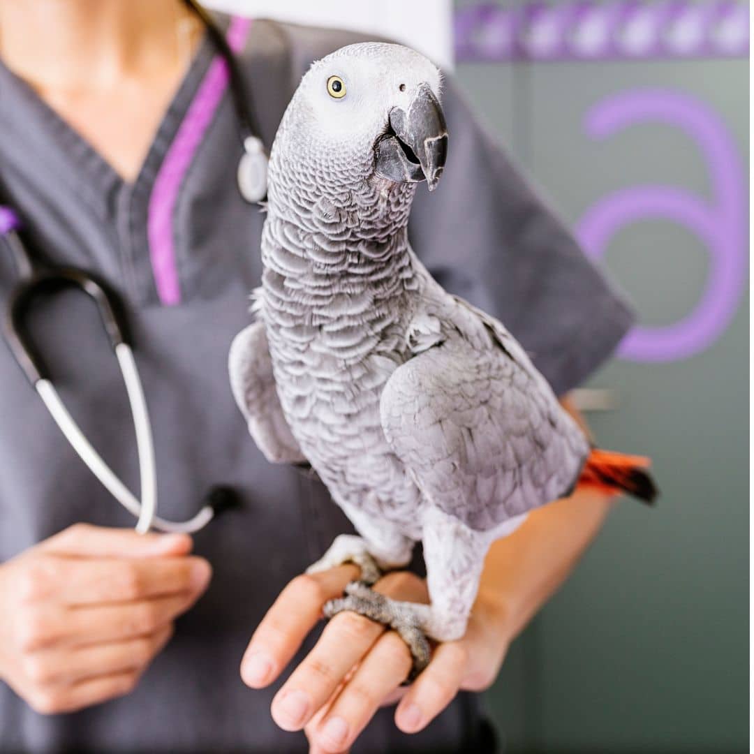 Veterinarian holding parrot during exam