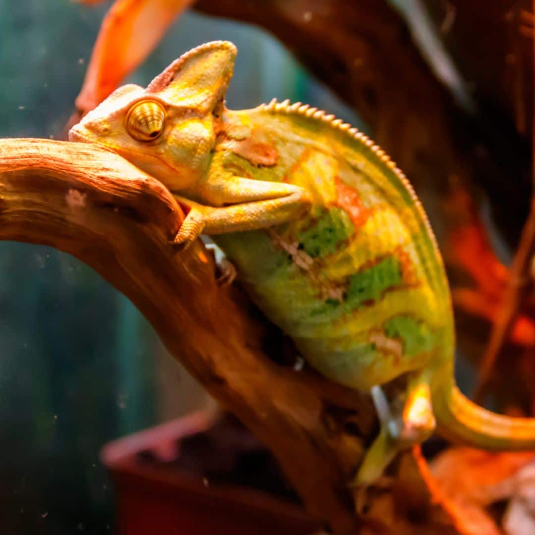 Chameleon on branch in enclosure
