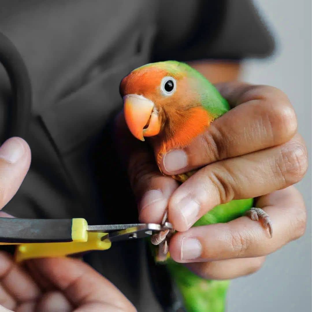 A vet performing a nail trim of a parrot