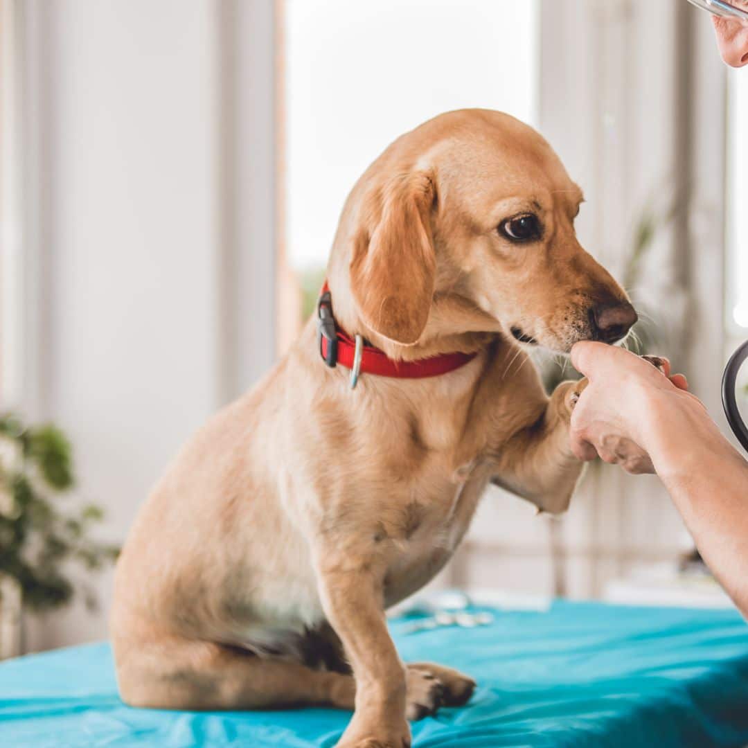 Veterinarian examining dog