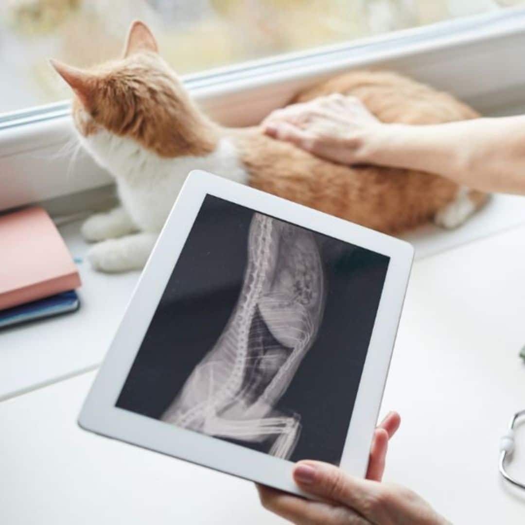 A vet reviewing a cat's digital X-ray on a tablet