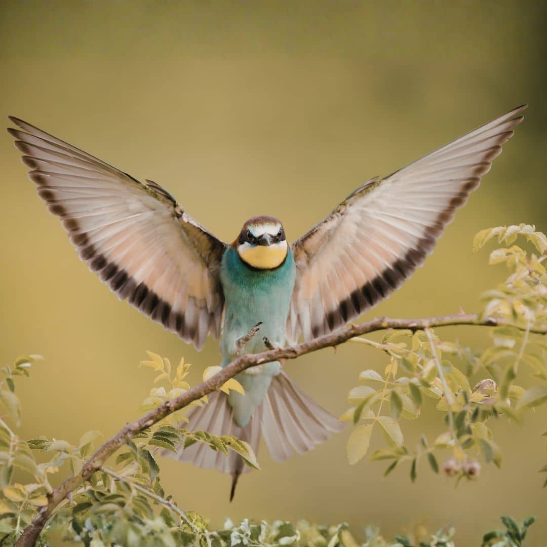 Bird with wings spread showing feather structure and flight feathers