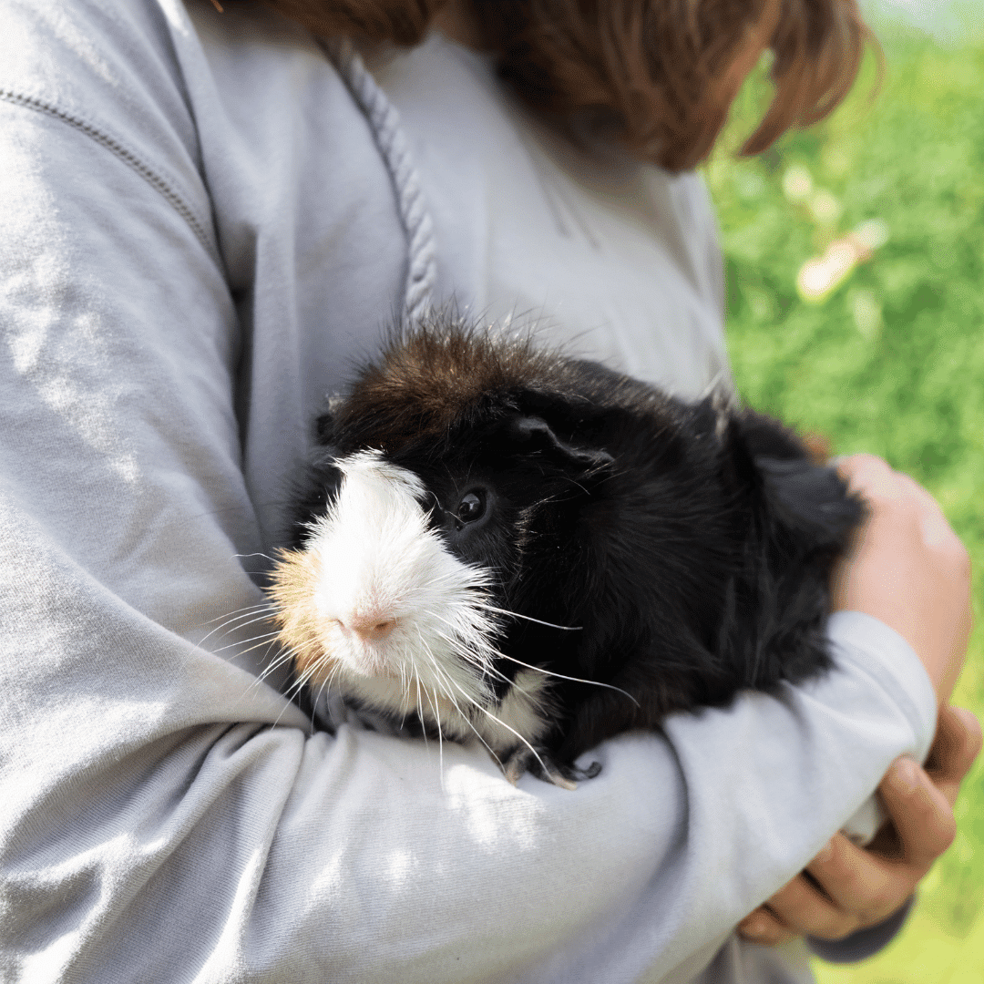 person holding a black and white guinea pig