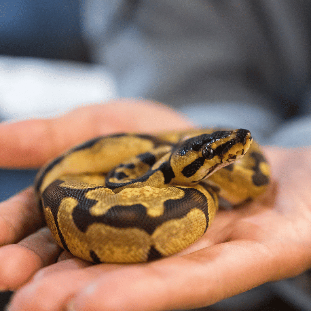 person holding a pet snake in their hands