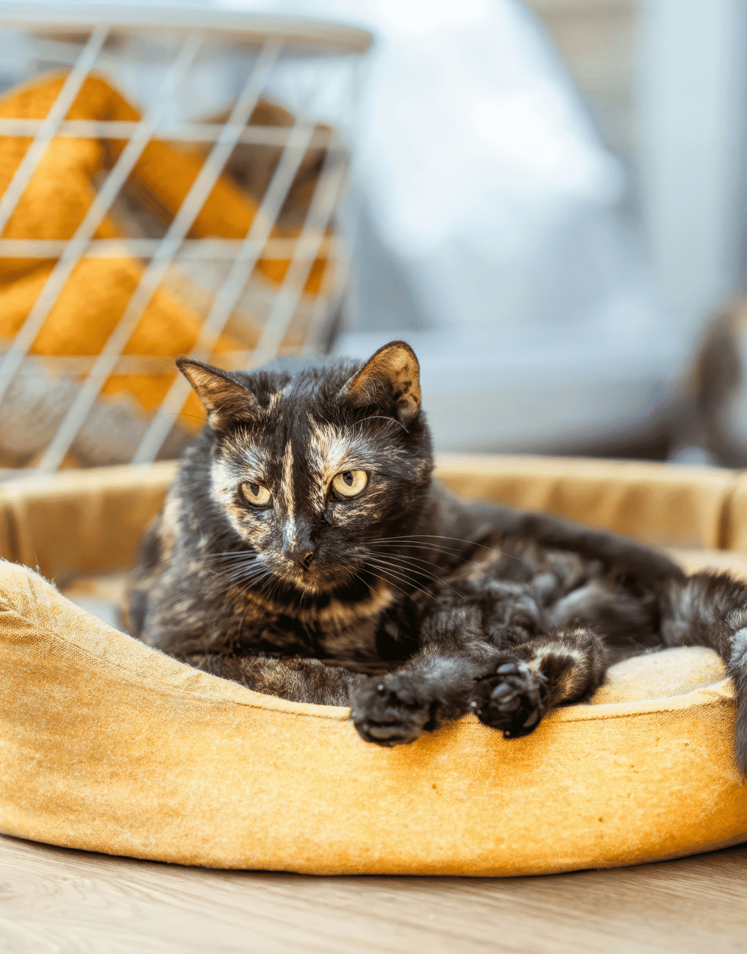 cat laying in a yellow pet bed